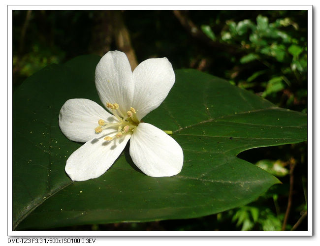 20100417土城桐花公園