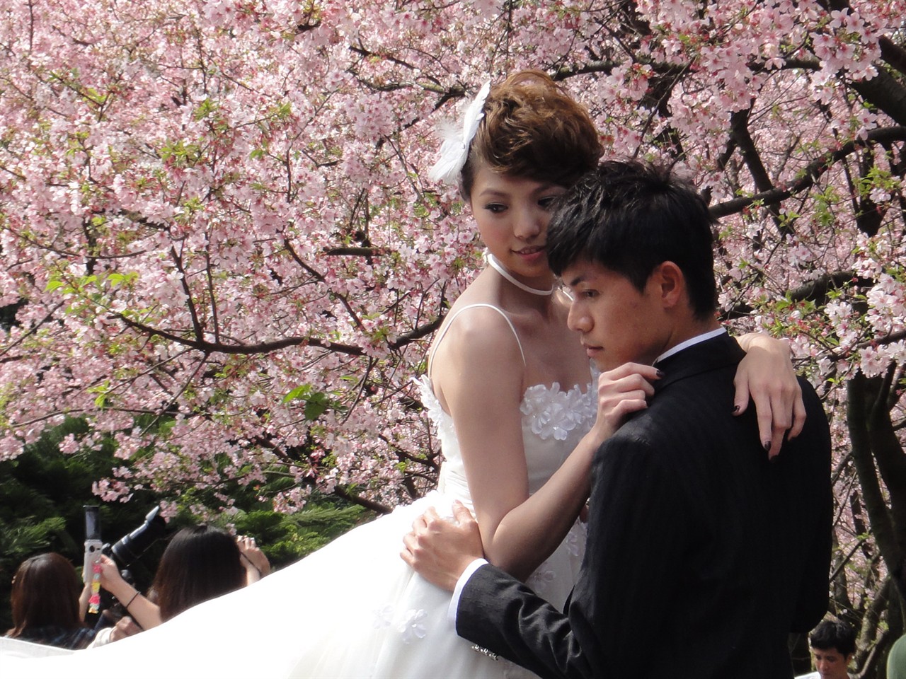 20110314天元宮櫻花季