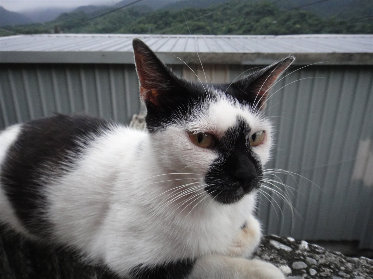 20110626猴硐媒礦&貓村
